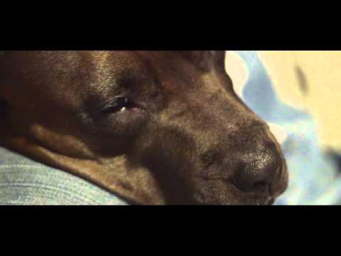 Luknje V Sistemu - "Loni Toni" teaser