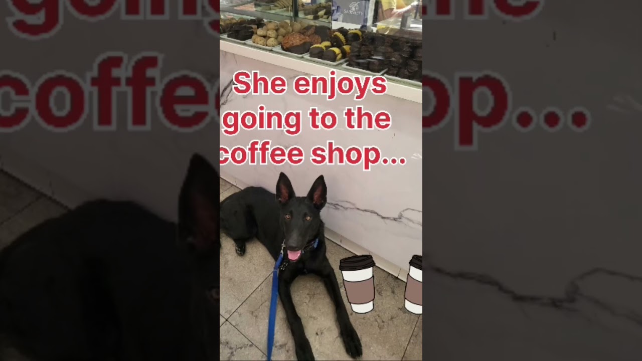 Susi, an adopted German Shepherd Dog in Burbank, CA video 6/6