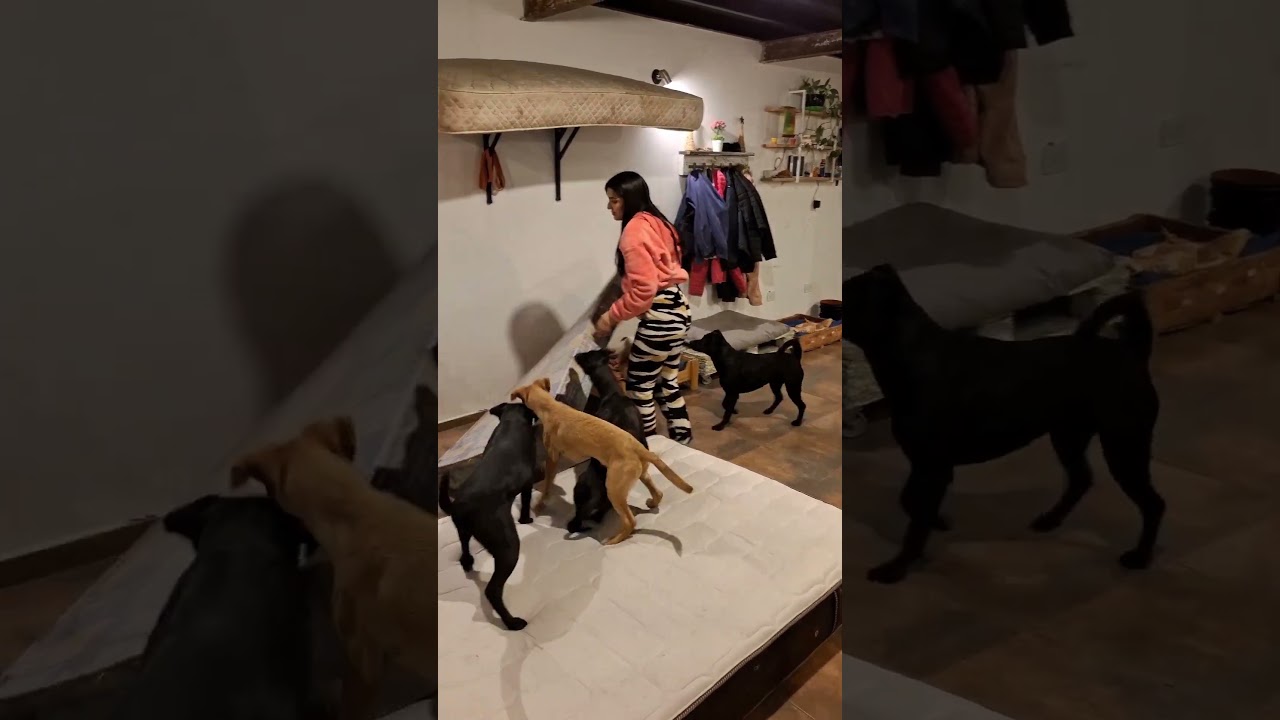 Los fines de semana da son de película con la manada 💖🐾#labachimanada #amor #perros #adoptanocompres