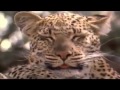 Really Wild Animals Swinging Safari Young Thing