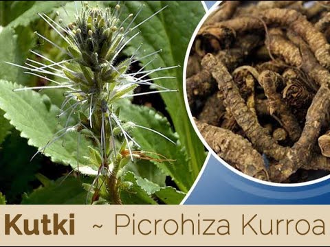 Brown picrorhiza kurroa extract, packaging type: box