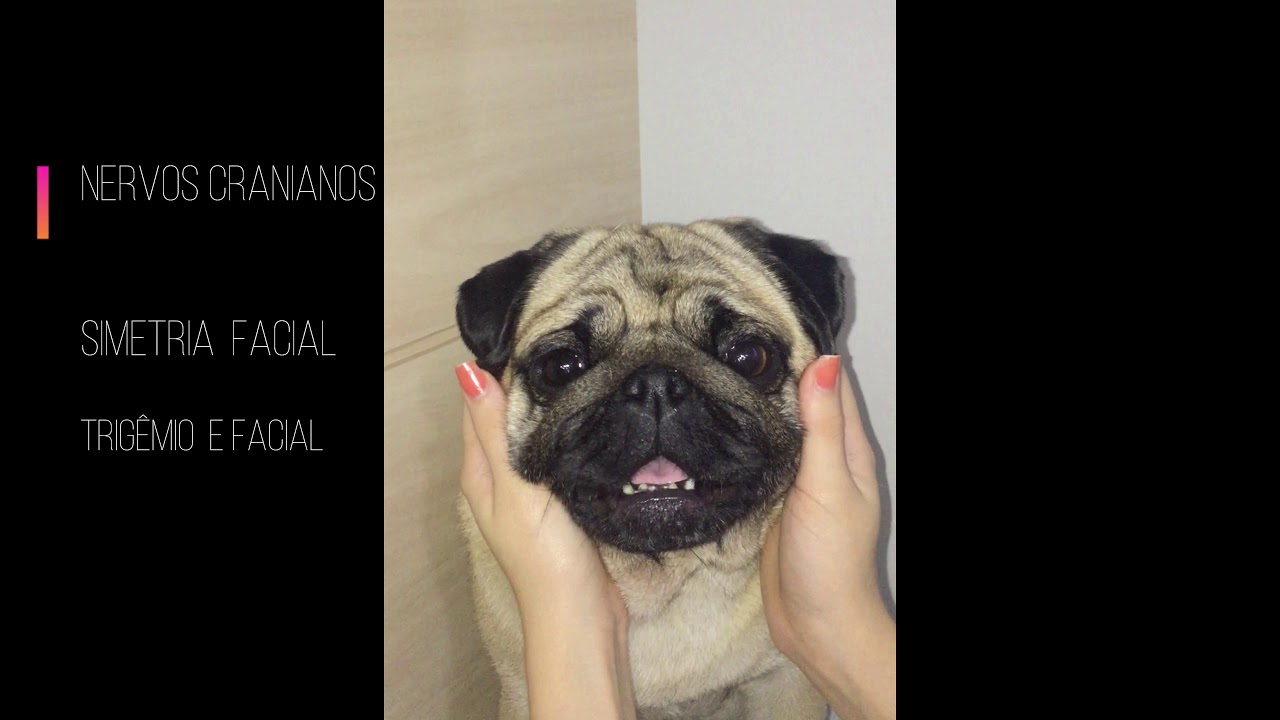 Semiologia Veterinária : Exame Clínico Neurológico