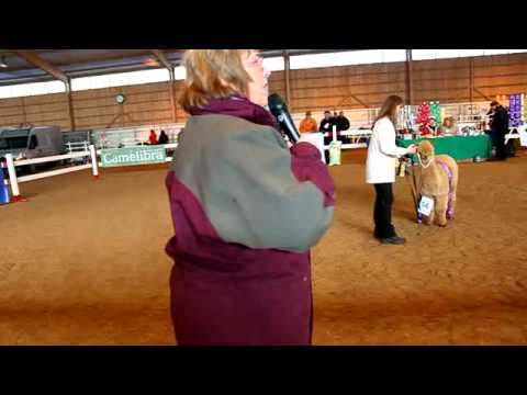 Österlen Alpackas K'anchay, Corazons son, wins champion at Tenhult 2011