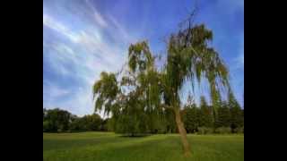 Morning has Broken Cat Stevens feat Nana Mouskouri