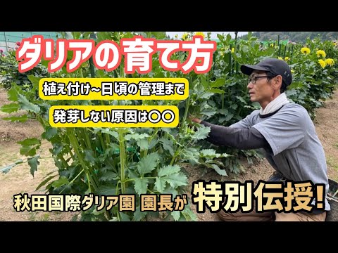 鉢植えのダリア:たくさんの花を咲かせるための植え方と手入れのヒント 植物