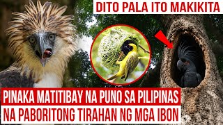 Pinaka Matibay na Puno sa Pilipinas na Paboritong Tirahan ng mga Rare na Ibon | Mister Di