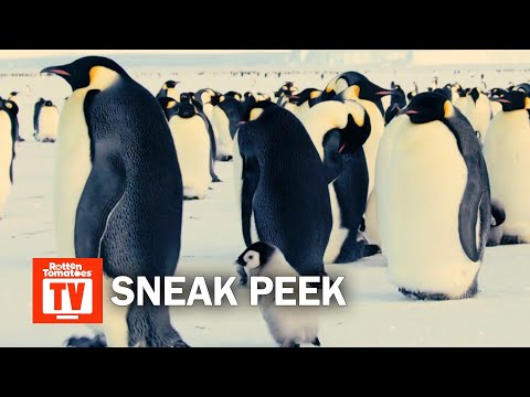 Dynasties S01E05 Sneak Peek | 'Growing Up Penguin' | Rotten Tomatoes TV