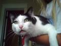 My Cat Meows Hi