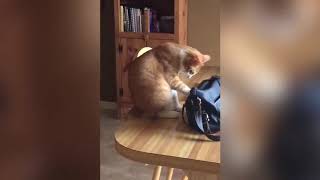 Котейка-воришка: камера запечатлела хищение денег из сумочки рыжим котом