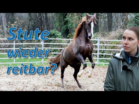 Pferd noch reitbar? Hundetrainerin mit Araber sucht Hilfe - Pferdecheck bei Ariane Telgen