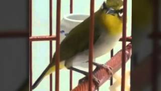 Download lagu Betina Bermata Putih (betina) mp3