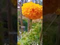 🌱🌼beautiful marigold soaking sunlight☀️during noon in garden🌼 #flower #nature #garden #plant #shorts