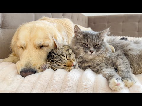 When Your Cats Who Can't Deny Their Love for Golden Retriever