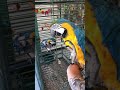 Blue And Gold Macaw Tooki And Bam Being Social ️