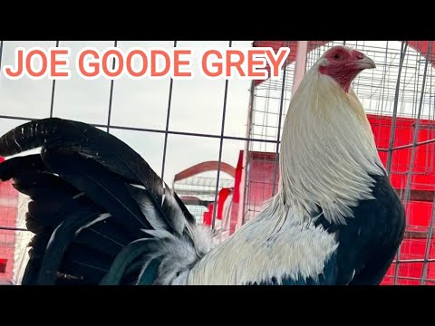 Joe Goode Grey Kelso 20k Red Newark Farm Tony Mtz Beautiful Birds