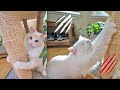 How To Stop Your Cat From Scratching Furniture 8 Tips The Cat Butler