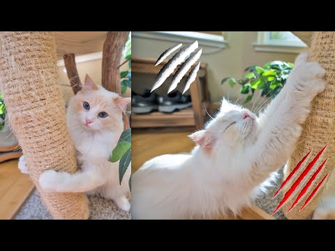 How to Stop your Cat from Scratching Furniture (8 Tips) | The Cat Butler