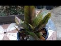 MelNingal Vlogs is live! Anthurium Foliage Propagation 💕