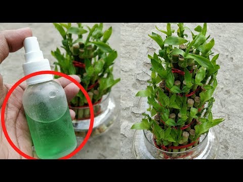 Information about lucky bamboo