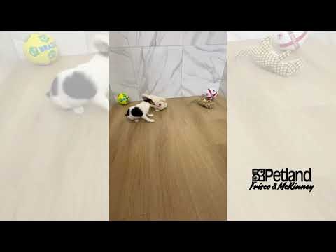 Jack Russell Terrier - 40019 video preview