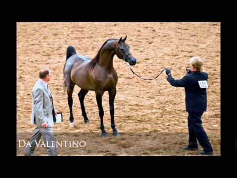 AVALON LBA VIDEO 2013