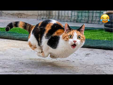 This Is the Funniest Cat You’ll See Today 😹 | Top Fails 2026 🤣