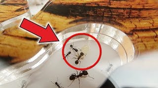Куколка гигант в моем муравейнике! Что из нее вырастет? 😲