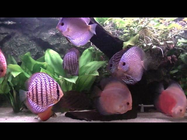 Discus Fish Tank Relaxation