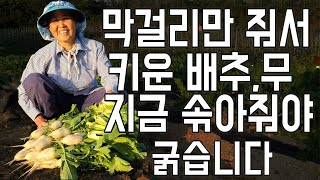 막걸린 사카린 줘서 키운 무, 배추 솎아주는시기 - radish cabbage