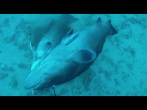 Spearfishing Double Tap - Monster Black and Gag Grouper