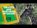 Giraffes And Warthogs On Safari Safari Live