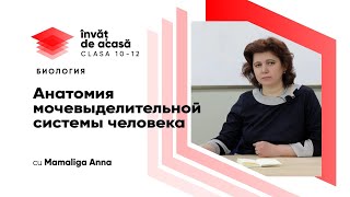 Анатомия мочевыделительной системы человека