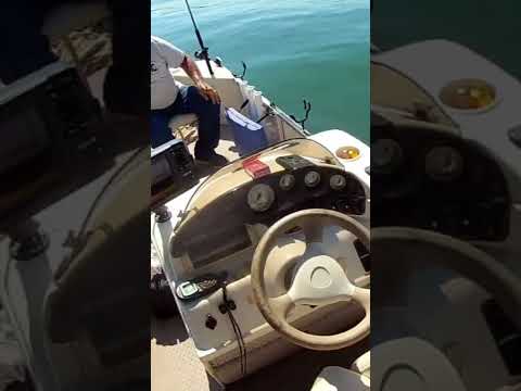 PawPaw Landed A Hog! 11lbs Striper #action #fishing #friends #eatgood #spoon