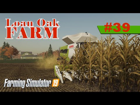 Feeding Pigs, Selling Pigs & Harveseting Corn | Lone Oak | Farming Simulator 19 Timelapse