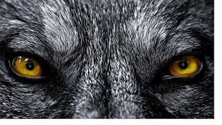 KOOL G RAP &amp; NECRO (THE GODFATHERS) - &quot;WOLF EYES&quot; FT. MR. HYDE