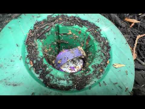 A HUGE Ant Infestation in Termite Bait Station in Raritan, NJ