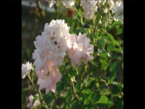 DJ Meme Feat. Gavin Bradley   Chanson Du Soleil.avi