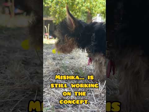 Fae is the patient teacher, Mishka is the curious little troublemaker still learning.