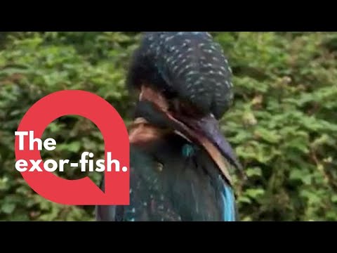 Weird footage shows kingfisher performing Exorcist-style head spin | SWNS