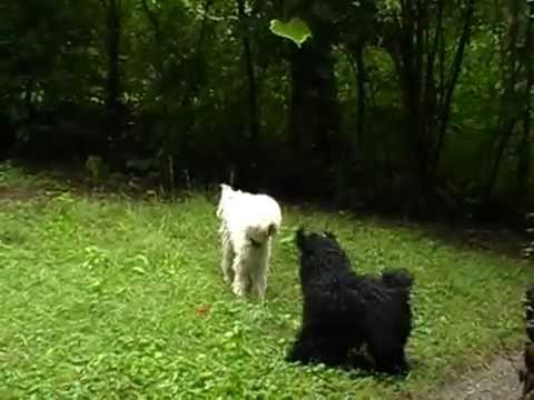 28.8.2013 im Maurer Wald...