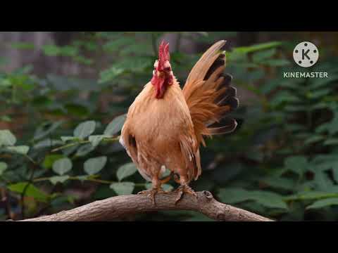 Real Love lyrics B.Thompson ft Saeed