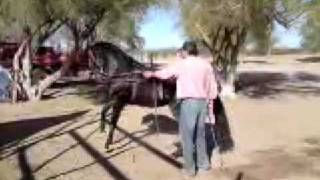 preview picture of video 'El compa alonso, entrenando caballo bailador'