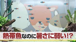 紙兎ロペ「熱帯魚なのに」編