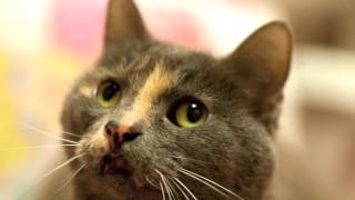 The Cats of  RBARI 8-12-14