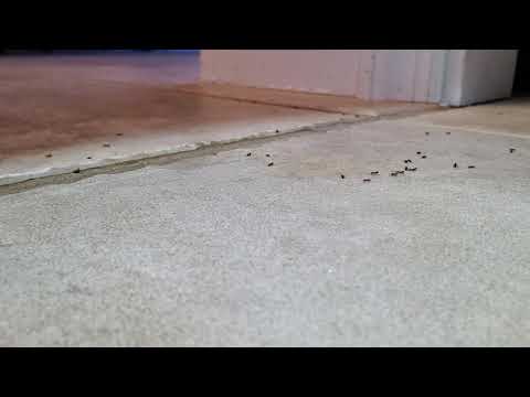 Ants Stink Up Kitchen in Eatontown, NJ