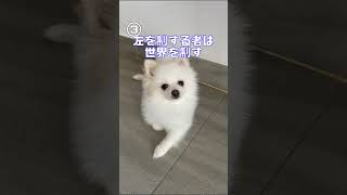 【シロ占い】これが当たれば、今日一日良いことあります！！！きっと、たぶん、maybe！！！This is fortune telling    #shorts