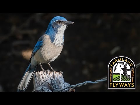 Lesson 7 - Making the Most of Birds’ Diet and Foraging Strategies