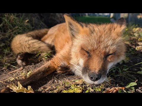 Finnegan fox health update 