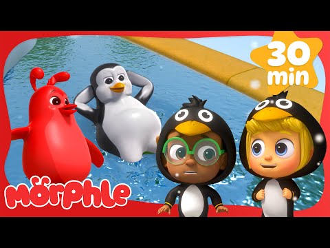 Penguin Pals!🐧 | Morphle | Fun Cartoon Videos | Kids Animation