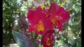 Armik Alone With You